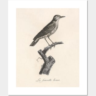 The Brown Warbler Posters and Art